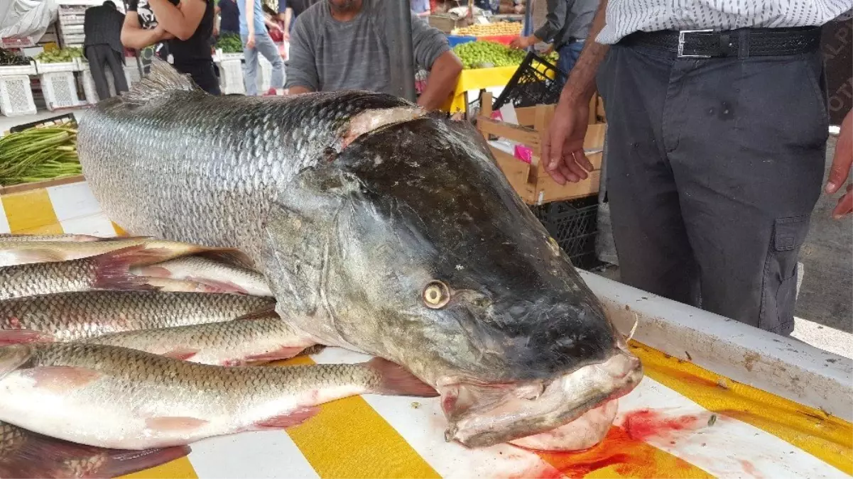 Fırat Nehri'nde Oltaya 83 Kiloluk Dev Turna Balığı Takıldı