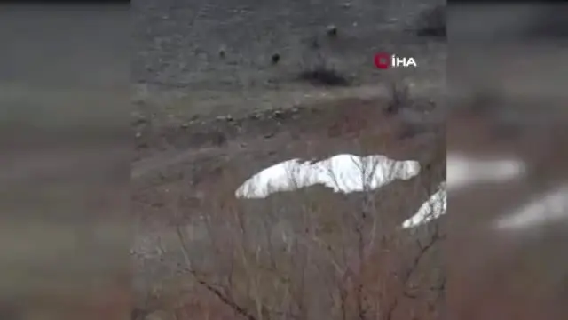 Aç Kalan Domuz Sürüsü Karayoluna İndi Aç Kalan Domuz Sürüsü Karayoluna İndi