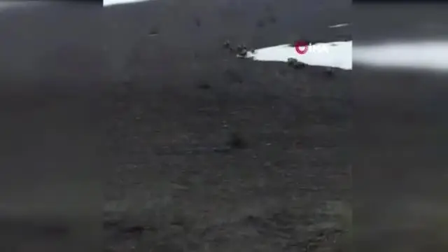 Aç Kalan Domuz Sürüsü Karayoluna İndi Aç Kalan Domuz Sürüsü Karayoluna İndi