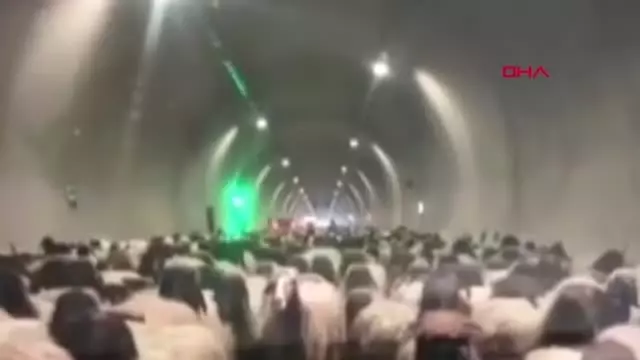 Şırnak Göçerler, Binlerce Küçükbaşı Tünelleri Kullanarak Yaylaya Çıkardı