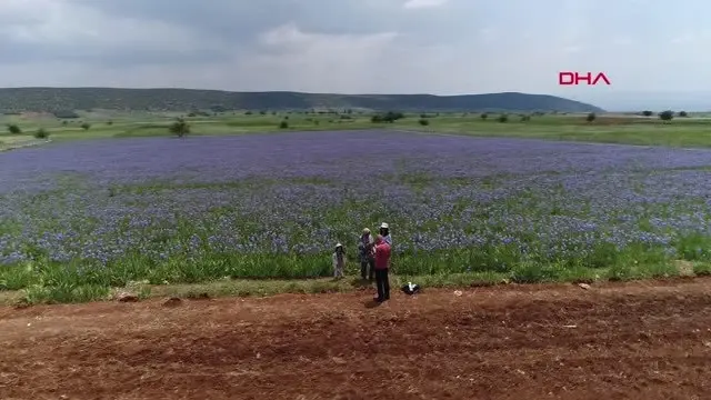 Antalya Zambak Bahçeleri Görselliğiyle Büyülüyor Antalya Zambak Bahçeleri Görselliğiyle Büyülüyor