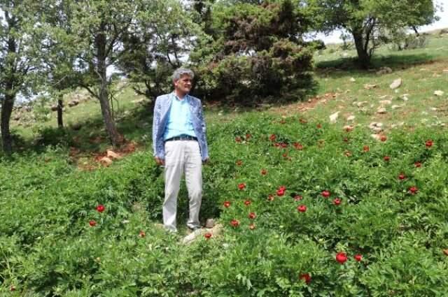 Koruma Altındaki Ayı Gülünü Koparmanın Cezası 60 Bin Lira