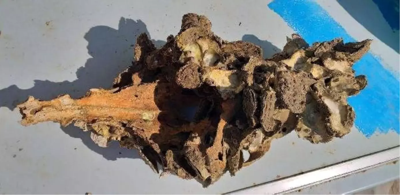 Büyük Menderes Nehri'ne Atılan Hayvan Leşi ve İskeletleri Tehlike Saçıyor