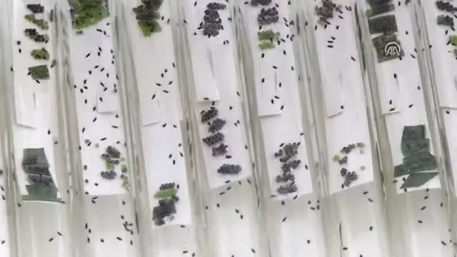 Doğaya 800 Bin Yararlı Böcek Salındı