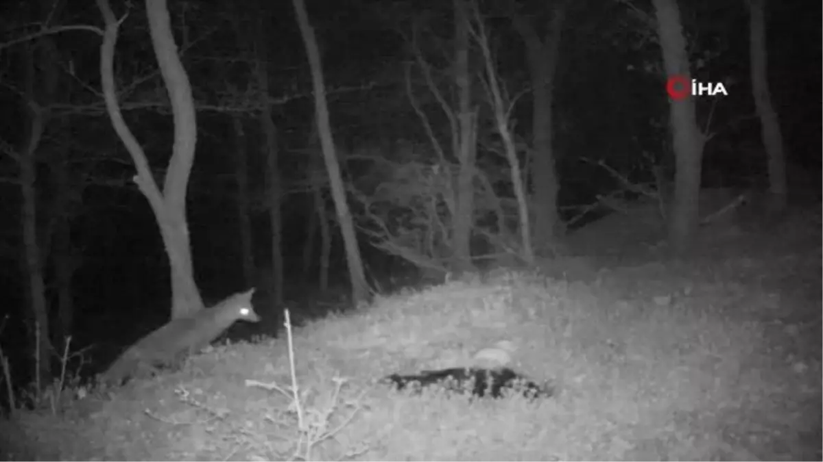 Tekirdağ'ın Yaban Hayatı 'Fotokapan'a Yansıdı