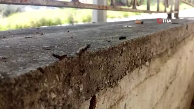 Amasya'da Tırtıl İstilası