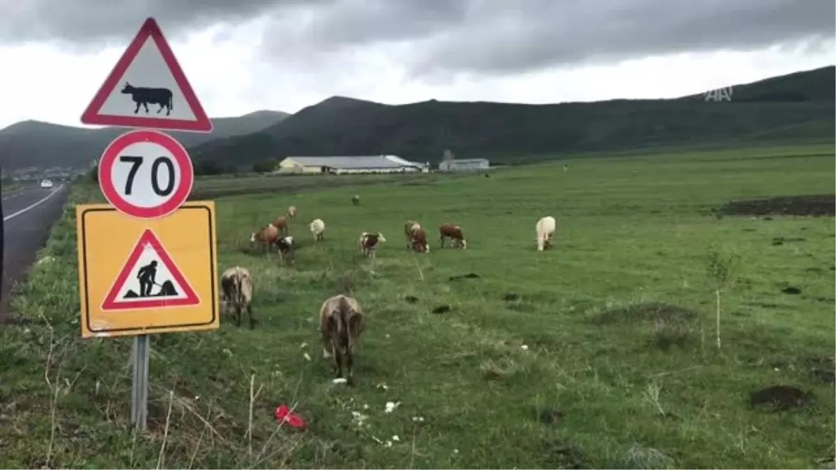 Ardahan Hayvan Pazarı'nda Şap Karantinası
