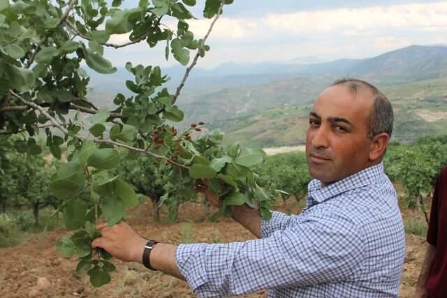 Fıstığın Kilosunun 120 Liraya Çıkması Bekleniyor