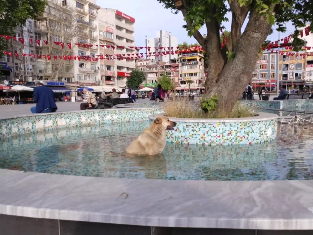 Sıcaktan Bunalan Köpek Süs Havuzuna Girdi