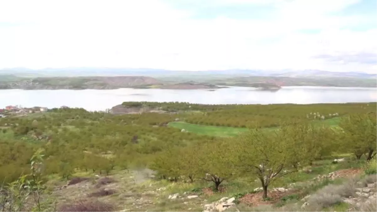 Bereketli Yağışlar Kayısıda Verimi Artırdı