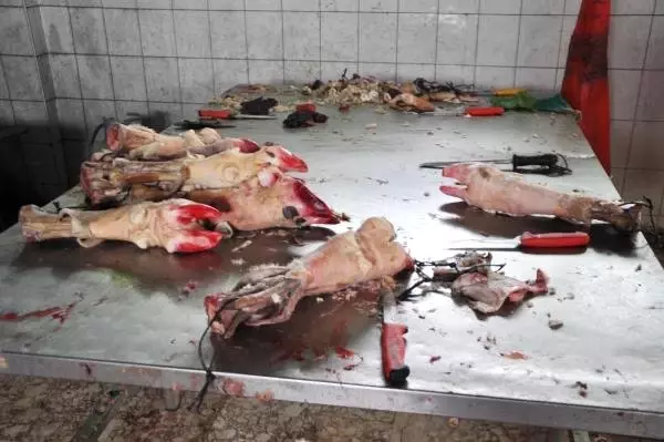 Kaçak sakatat işlenen tesise, zabıtalar kokudan girmekte zorlandı