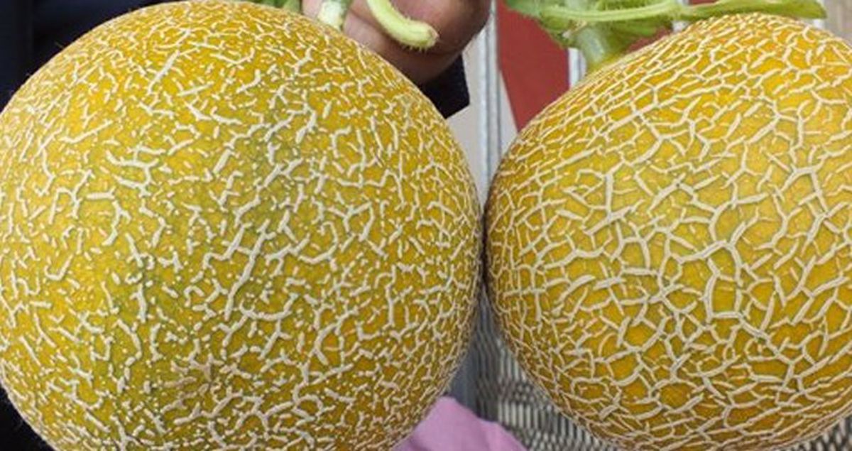 Japonya'da İki Kavun 280 Bin Liraya Satıldı