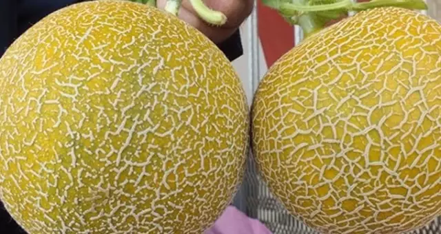 Japonya'da İki Kavun 280 Bin Liraya Satıldı