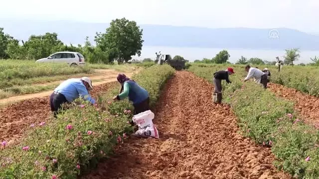 Gül diyarında 2 asırdır aynı yöntemle gül yağı çıkarıyorlar
