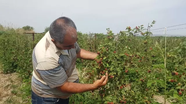 İzlediği Belgeselden Etkilenip Böğürtlen Ekti, Şimdi Siparişlere Yetişemiyor