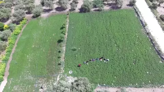 Lezzet ve şifa deposu zahter geçim kaynakları oldu - HATAY Lezzet ve şifa deposu zahter geçim kaynakları oldu - HATAY