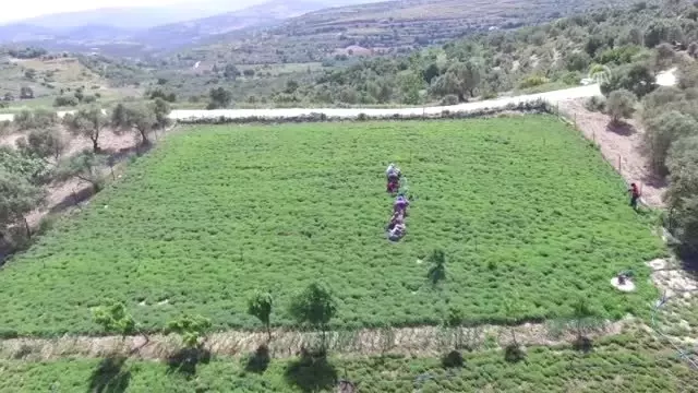 Lezzet ve şifa deposu zahter geçim kaynakları oldu - HATAY Lezzet ve şifa deposu zahter geçim kaynakları oldu - HATAY