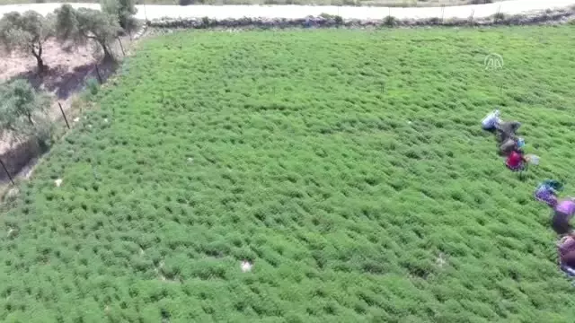 Lezzet ve şifa deposu zahter geçim kaynakları oldu - HATAY Lezzet ve şifa deposu zahter geçim kaynakları oldu - HATAY