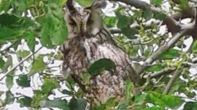 Diyarbakır'da Nesli Tükenmekte Olan Boynuzlu Baykuş Görüldü