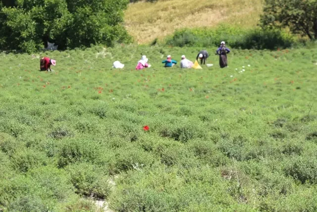 Zahter diyarında hasat mesaisi Zahter diyarında hasat mesaisi
