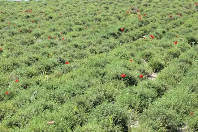 Zahter diyarında hasat mesaisi Zahter diyarında hasat mesaisi