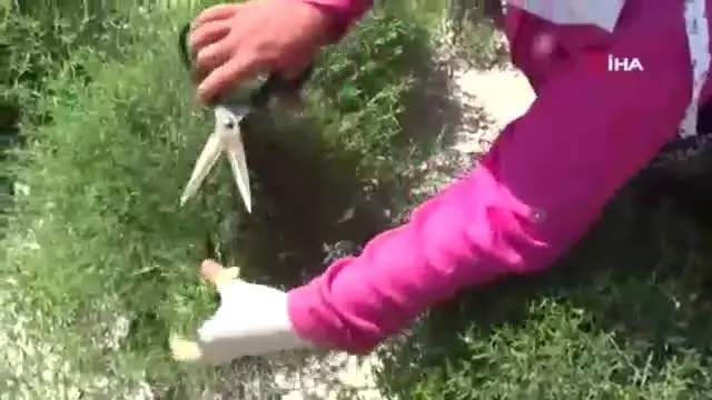 Zahter diyarında hasat mesaisi Zahter diyarında hasat mesaisi