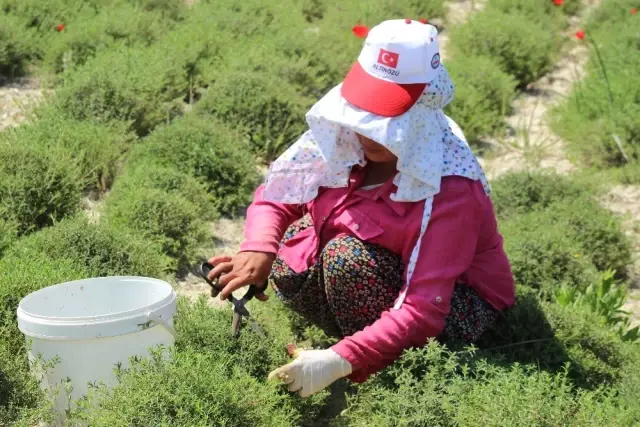 Zahter diyarında hasat mesaisi Zahter diyarında hasat mesaisi