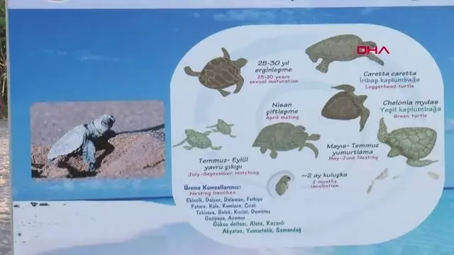 ANTALYA ÇIRALI'DA CARETTA SEVİNCİ ANTALYA ÇIRALI'DA CARETTA SEVİNCİ