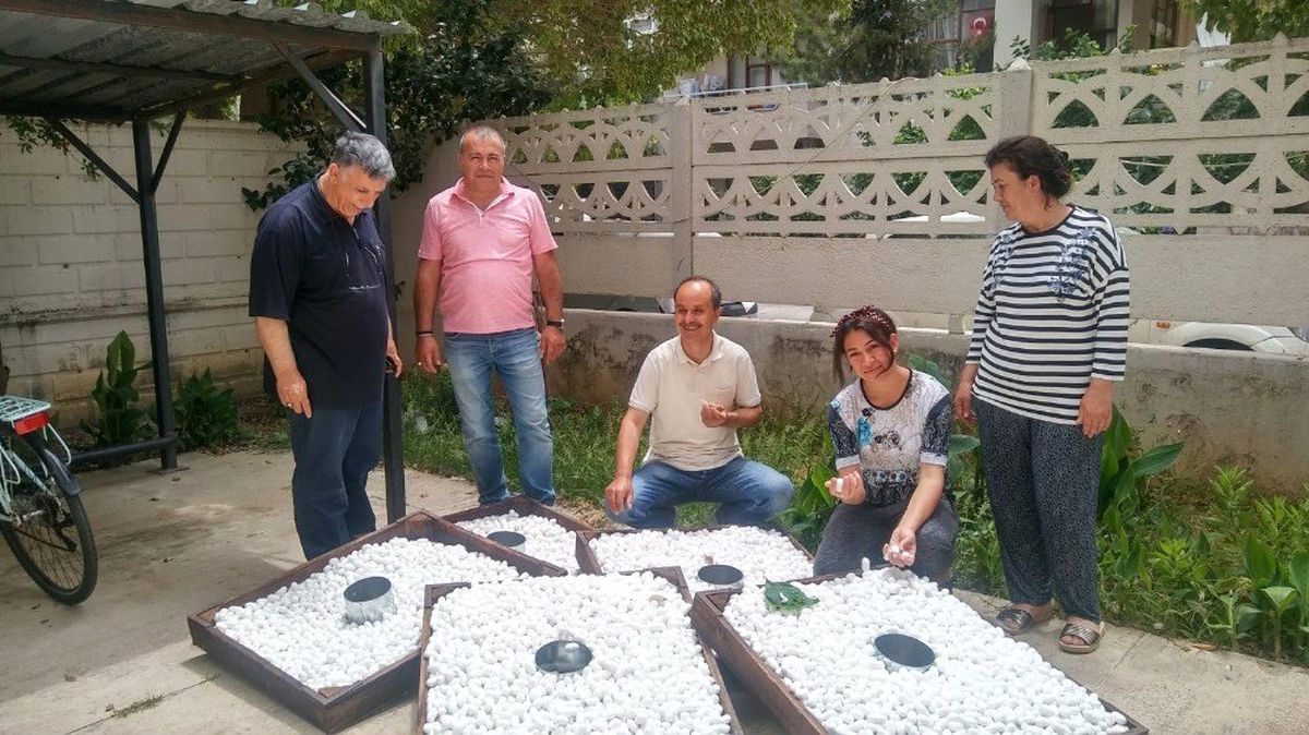 Antalya'da 10 ton ipek böceği yaş kozası üretiliyor