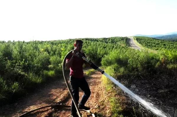 Bayramiç'te korkutan orman yangını