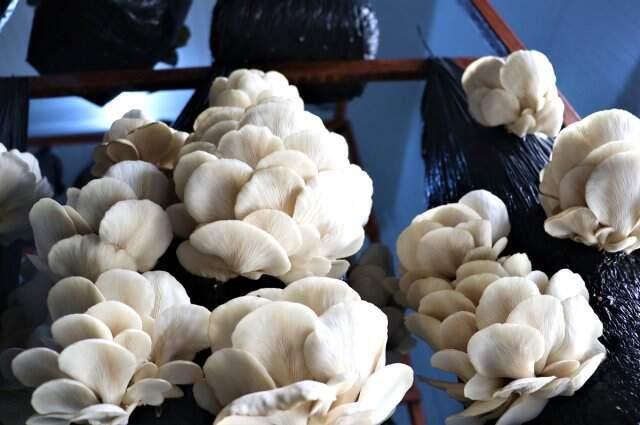 Devlet desteğiyle kurdukları tesiste yıllık 54 ton mantar üretiyorlar