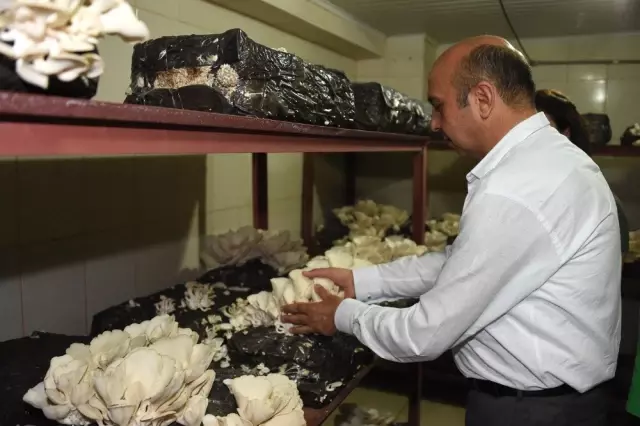 Tarsus Belediyesi'nde istiridye mantarının üretimi artacak Tarsus Belediyesi'nde istiridye mantarının üretimi artacak