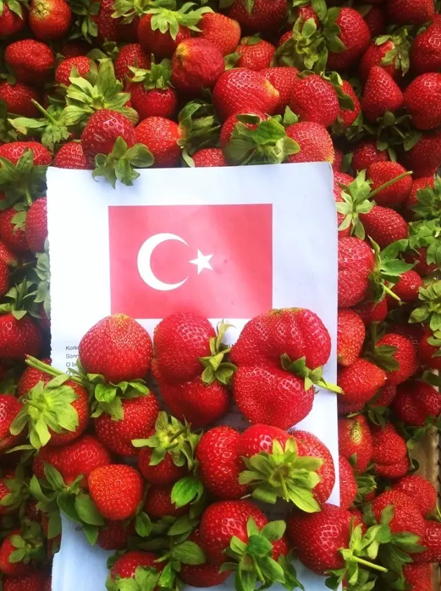 Zahter diyarında artık çilek de yetişiyor Zahter diyarında artık çilek de yetişiyor