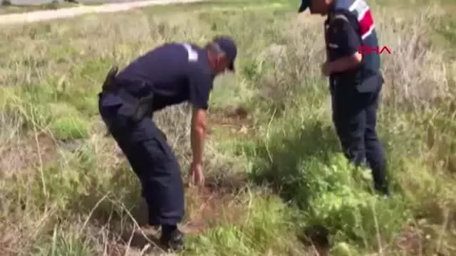 BURDUR Tarlada yasadışı kenevir ekimi