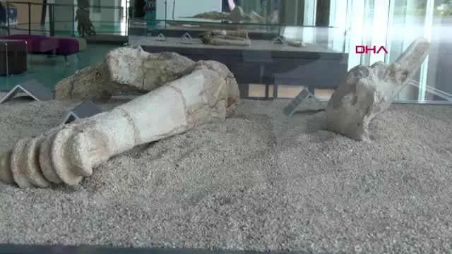 KAYSERİ 7,5 milyon yıllık fosillerin sergilendiği Bilim Merkezi'ne yoğun ilgi KAYSERİ 7,5 milyon yıllık fosillerin sergilendiği Bilim Merkezi'ne yoğun ilgi