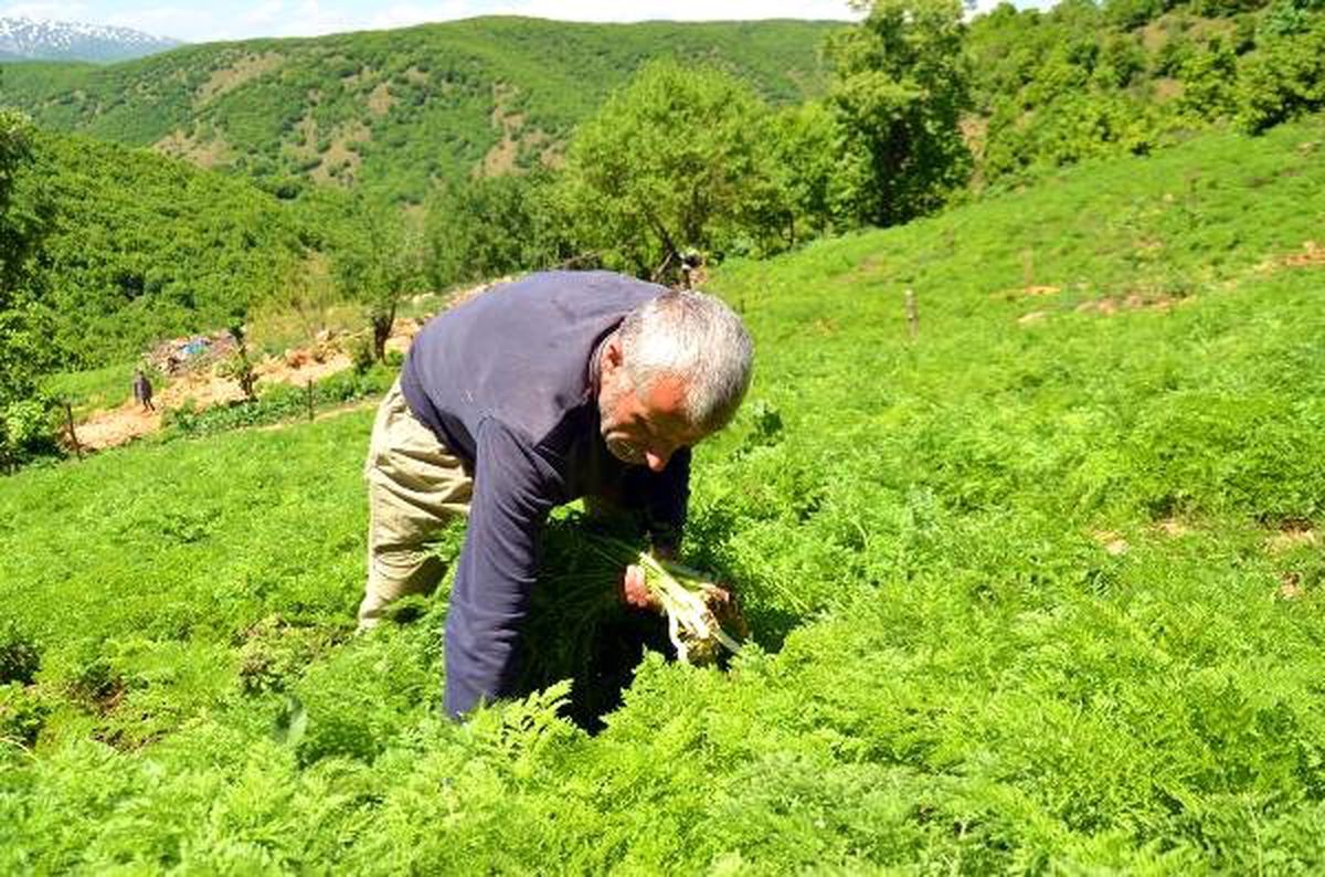 Muş'ta mendık otu toplanmaya başlandı