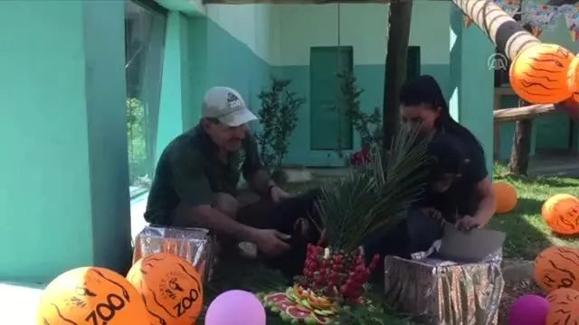 Şempanzeler 'Gölge' ve 'Jane'e doğum günü kutlaması Şempanzeler 'Gölge' ve 'Jane'e doğum günü kutlaması