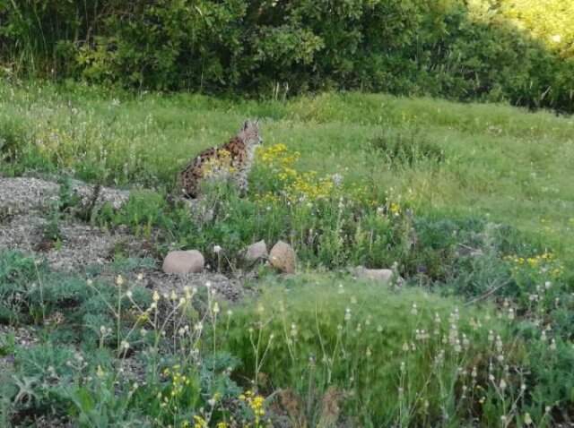 Tunceli kırsalında görülen vaşak kent merkezine indi