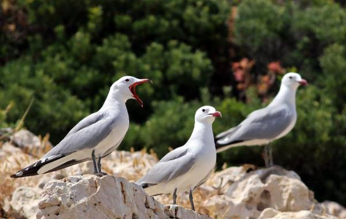 Antalya'daki Kalkan bölgesinde 18 çift 'ada martısı' tespit edildi