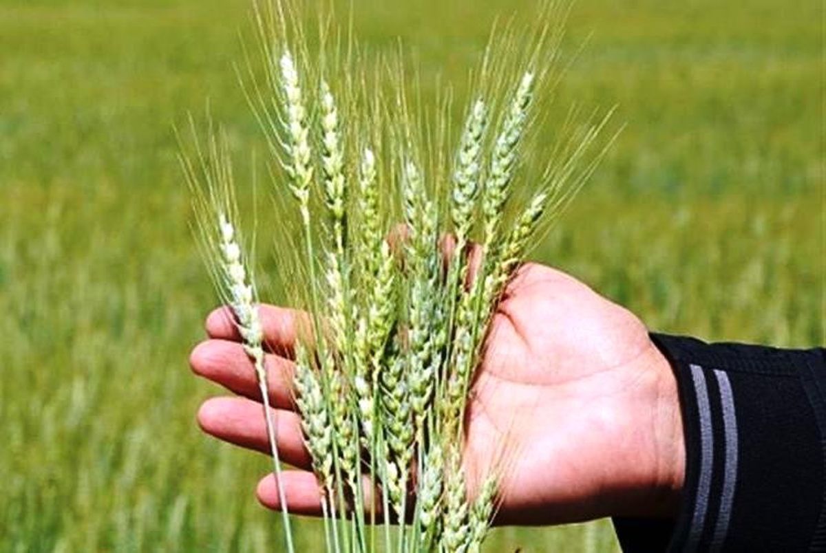 Kütahya'da hububat hastalık ve zararlılarla mücadele