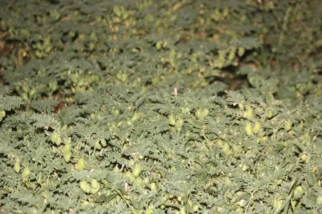 Hatay'da yeşil nohut hasadı Hatay'da yeşil nohut hasadı
