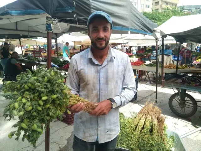 Hatay'da yeşil nohut hasadı Hatay'da yeşil nohut hasadı
