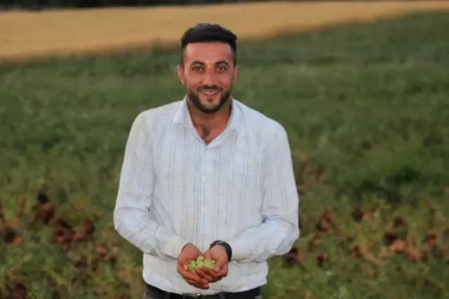 Hatay'da yeşil nohut hasadı Hatay'da yeşil nohut hasadı