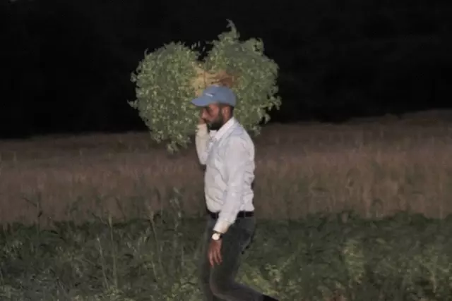Hatay'da yeşil nohut hasadı Hatay'da yeşil nohut hasadı