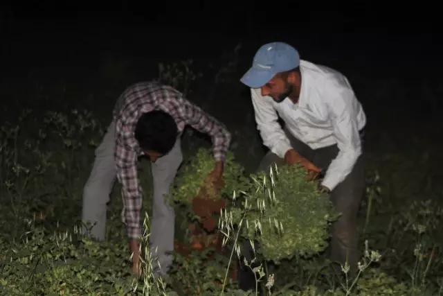 Hatay'da yeşil nohut hasadı Hatay'da yeşil nohut hasadı