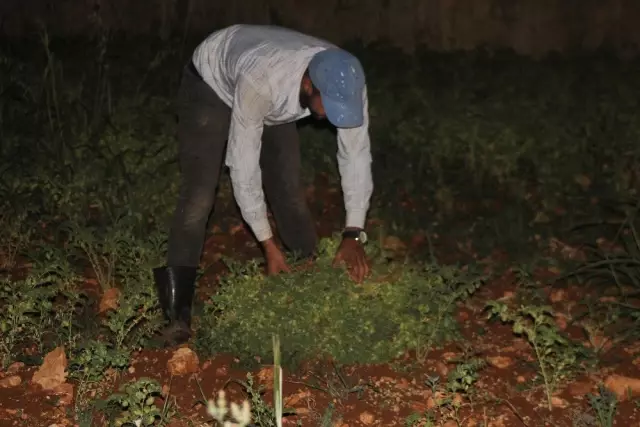 Hatay'da yeşil nohut hasadı Hatay'da yeşil nohut hasadı