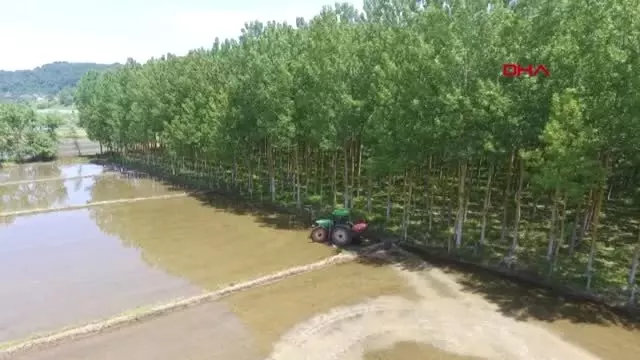 Sinop'ta çeltik ekimi başladı