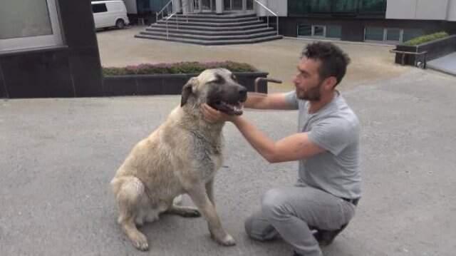 Temizlik aracı varillerin üstüne düştü! Kimyasal maddeden etkilen köpek amaciyla mahalleli seferber oldu