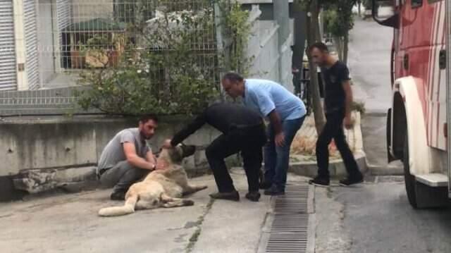 Temizlik aracı varillerin üstüne düştü! Kimyasal maddeden etkilen köpek amaciyla mahalleli seferber oldu