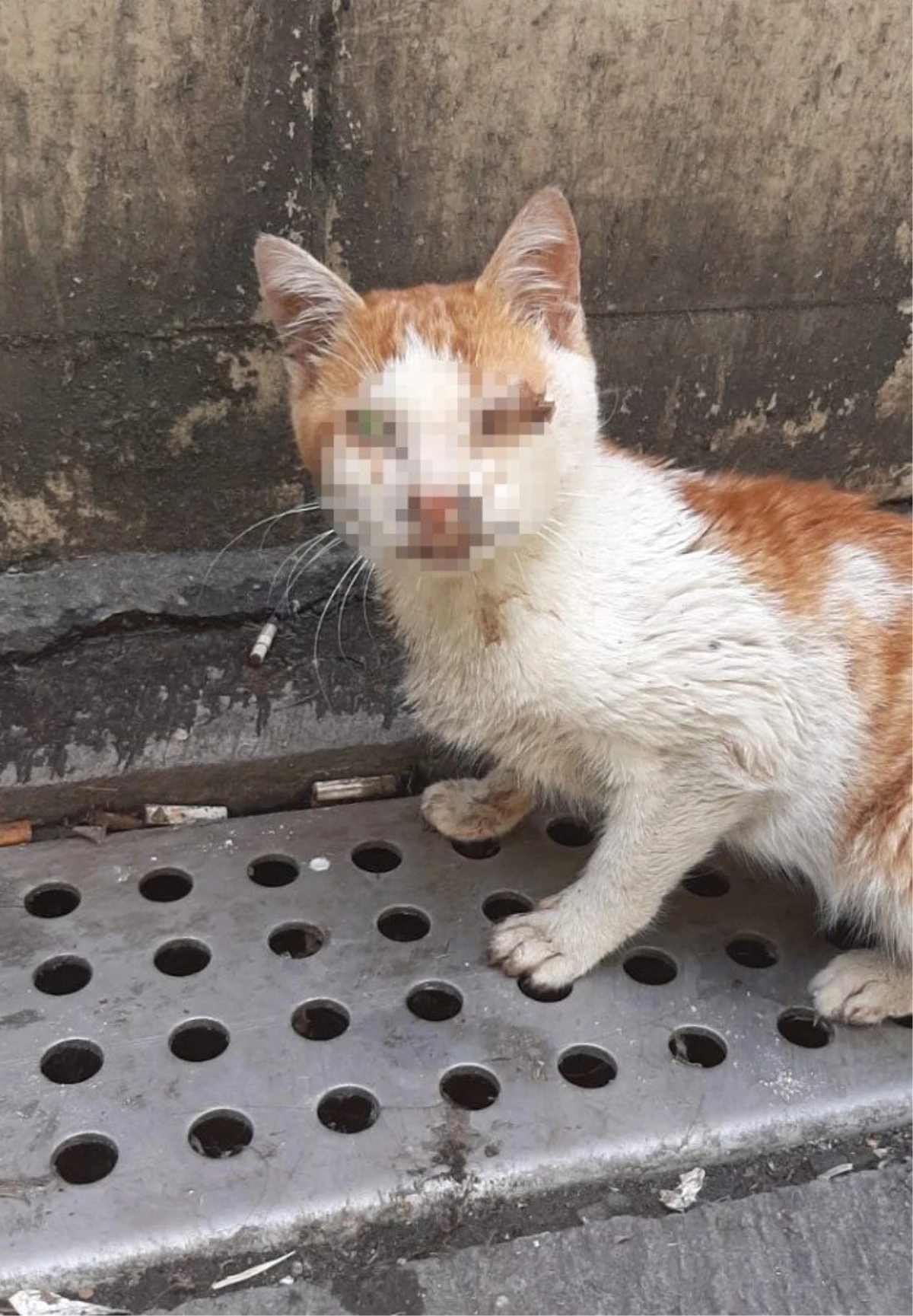 (Özel) Yaralı kedi 112 merkezine sığındı Haber